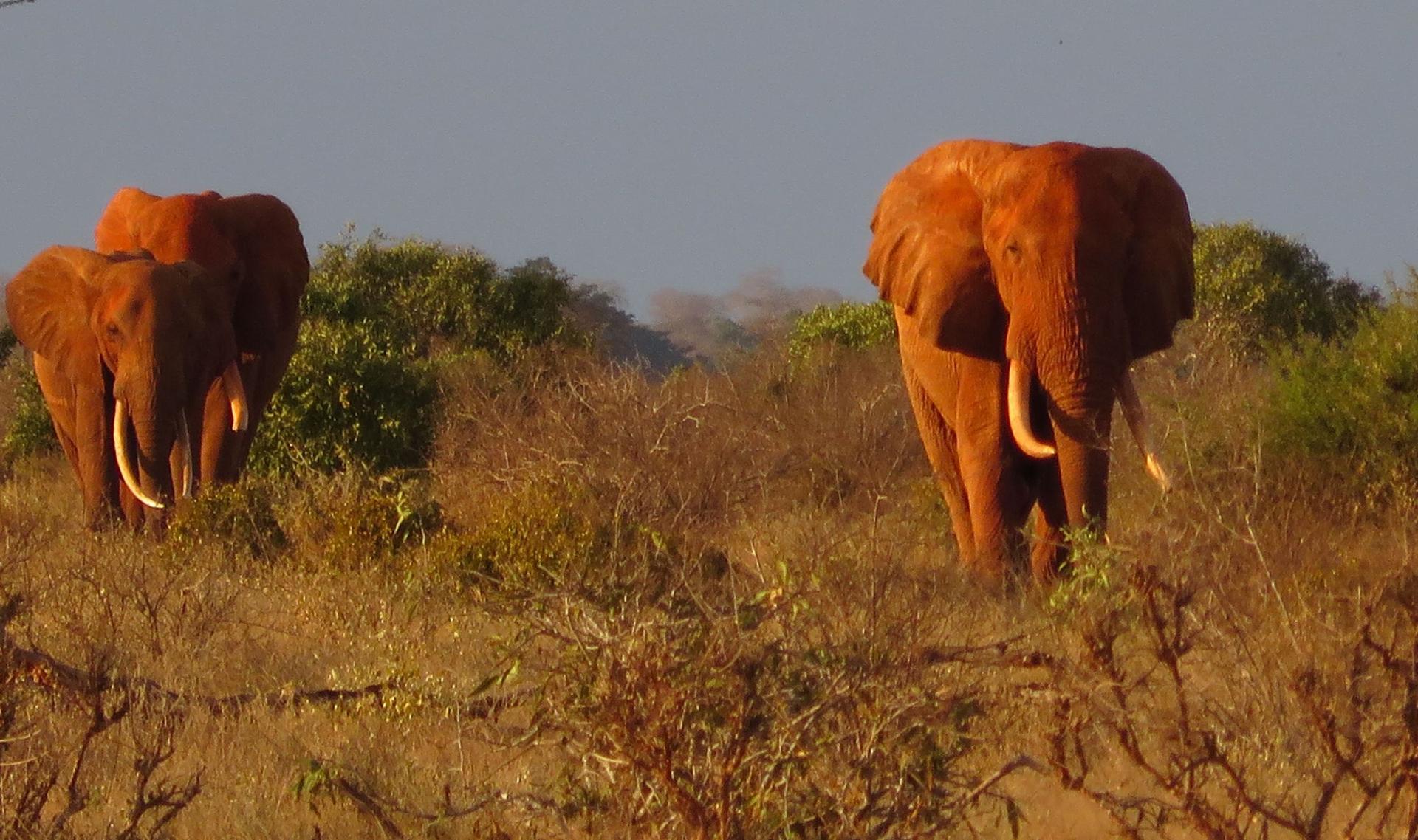 Kenia Urlaub 2026: Safari, Strand und unvergessliche Begegnungen Kenia Urlaub 2026: Safari, Strand und unvergessliche Begegnungen
